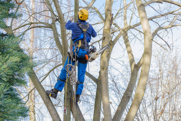 Best Tree Health Inspection  in USA