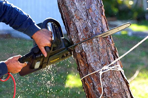 Best Residential Tree Removal  in USA